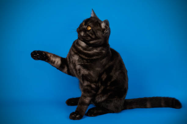 istock scottish straight shorthair cat 1205111161