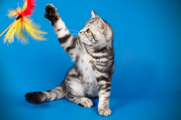 istock scottish straight shorthair cat 1205111186