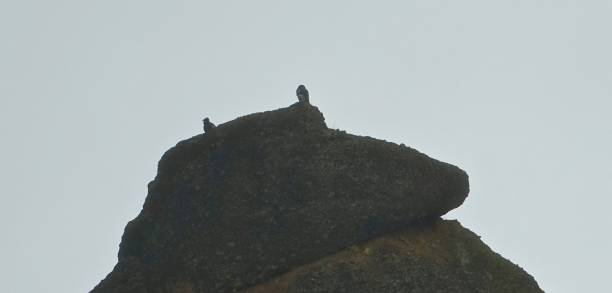 istock California Condors Watchtower 1205112168