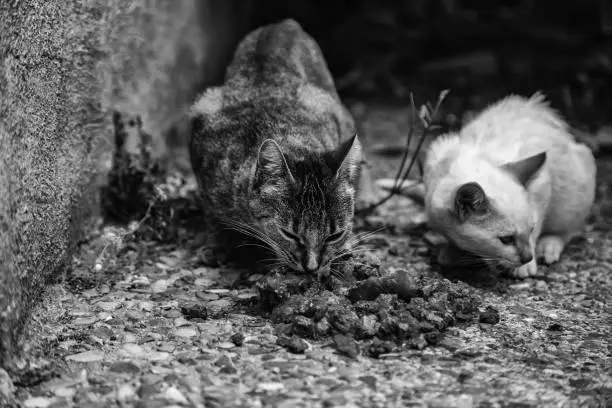 Photo of Street cats eating