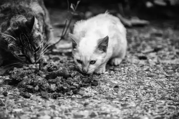 Photo of Street cats eating