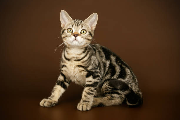 istock American shorthair cat on colored backgrounds 1205113739