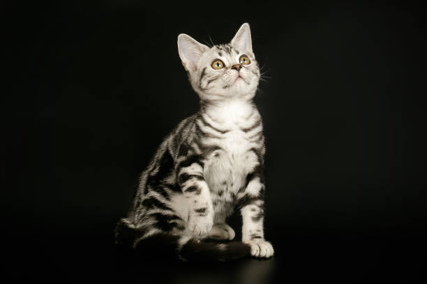 istock American shorthair cat on colored backgrounds 1205113741