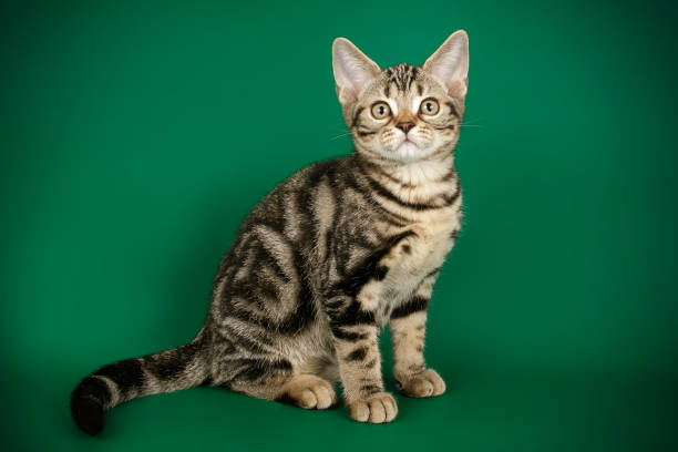 istock American shorthair cat on colored backgrounds 1205113812