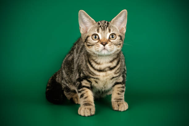 istock American shorthair cat on colored backgrounds 1205113830