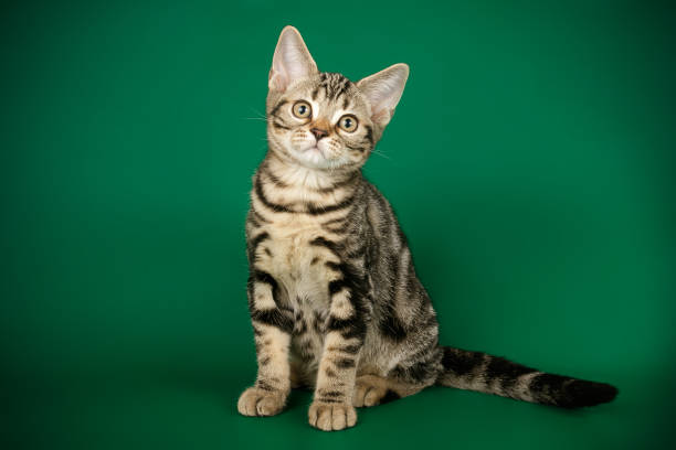 istock American shorthair cat on colored backgrounds 1205113838