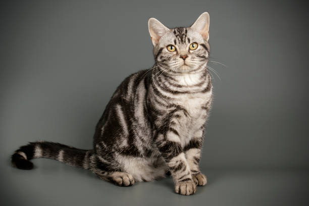 American shorthair cat on colored backgrounds studio photography of an American shorthair cat on colored backgrounds shorthair cat stock pictures, royalty-free photos & images