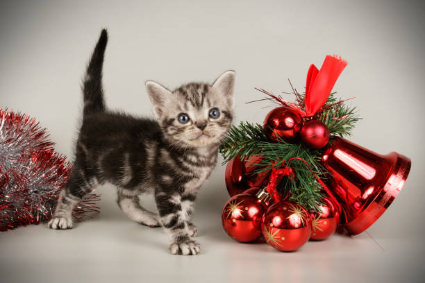 istock American shorthair cat on colored backgrounds 1205113975