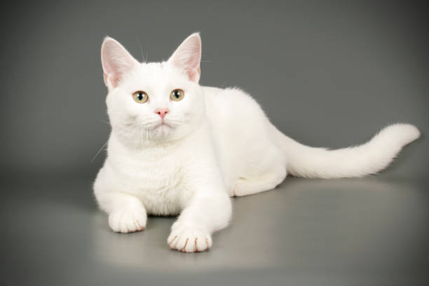 istock American shorthair cat on colored backgrounds 1205113979