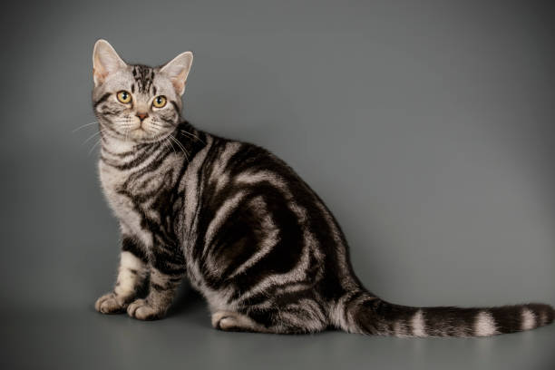 istock American shorthair cat on colored backgrounds 1205113997