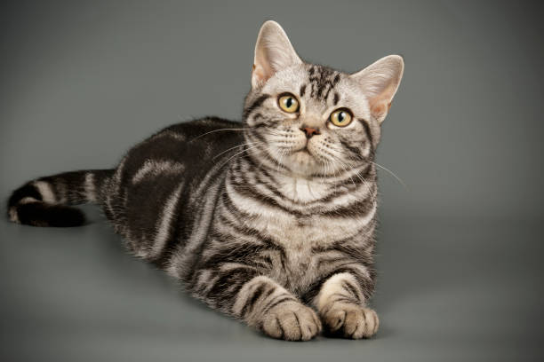 istock American shorthair cat on colored backgrounds 1205114537