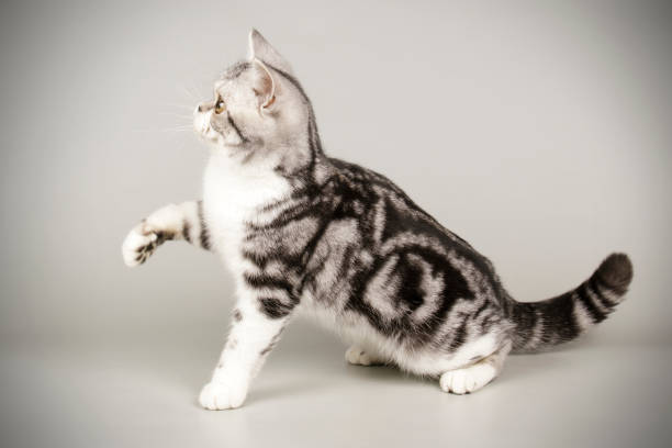 istock American shorthair cat on colored backgrounds 1205114538