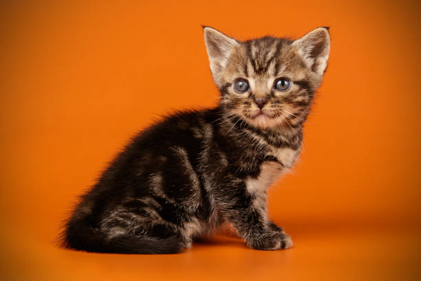 istock American shorthair cat on colored backgrounds 1205114634