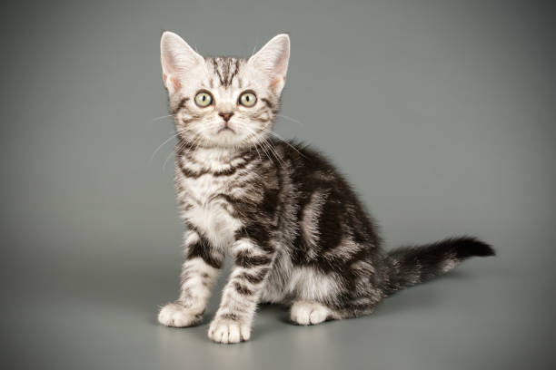 istock American shorthair cat on colored backgrounds 1205114635