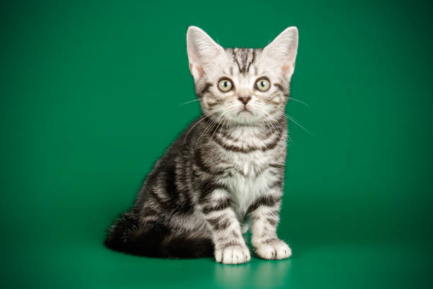 istock American shorthair cat on colored backgrounds 1205114659