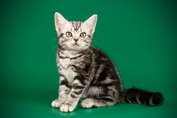 istock American shorthair cat on colored backgrounds 1205114697