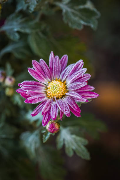 close up rare rosa chrysanthemum. herbst hoarfrost blume. chrysanthemum zawadskii. - flower snow winter close up stock-fotos und bilder