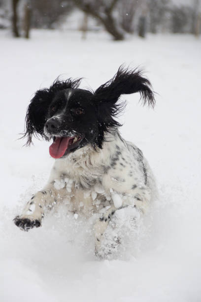 istock Yippee I love snow, spaniel leaps through the snow having a wonderful time. 1205114913
