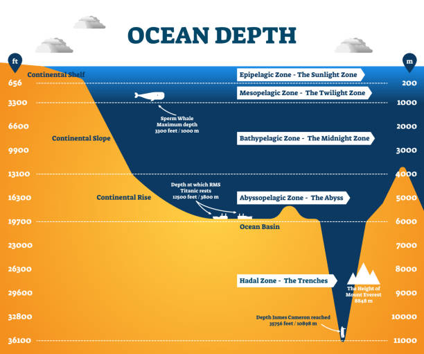 Ocean depth zones infographic, vector illustration labeled diagram Ocean depth zones infographic, vector illustration labeled diagram. Oceanography science educational graphic information. Depth at which sperm whales live and deepest point reached by human. midnight illustrations stock illustrations