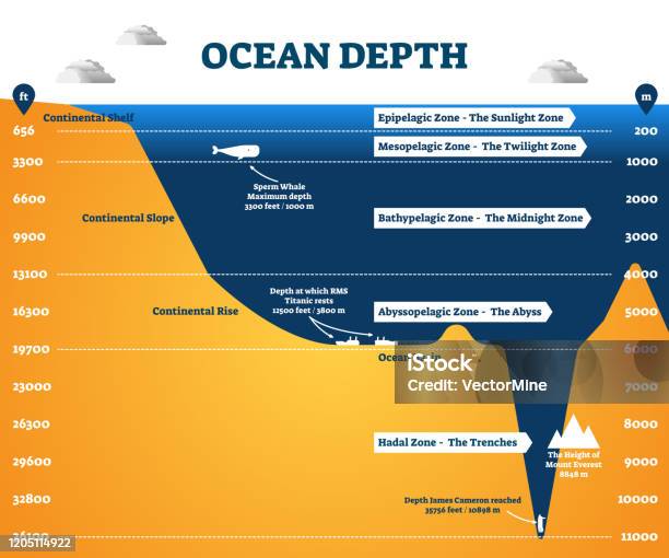 Ocean Depth Zones Infographic Vector Illustration Labeled Diagram Stock Illustration - Download Image Now