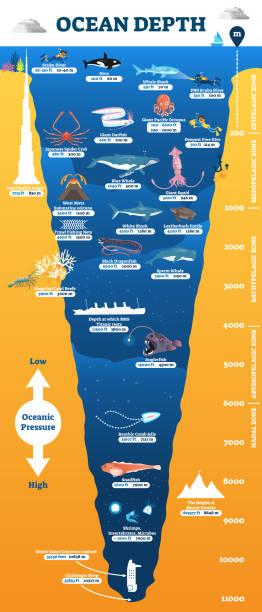 해양 깊이 수중 야생 동물 인포 그래픽, 벡터 일러스트 교육 해양 학 다이어그램 - underwater mine stock illustrations