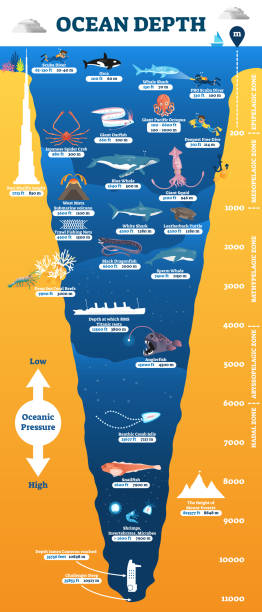 ilustrações de stock, clip art, desenhos animados e ícones de ocean depth underwater wildlife infographic, vector illustration educational oceanography diagram - underwater mine