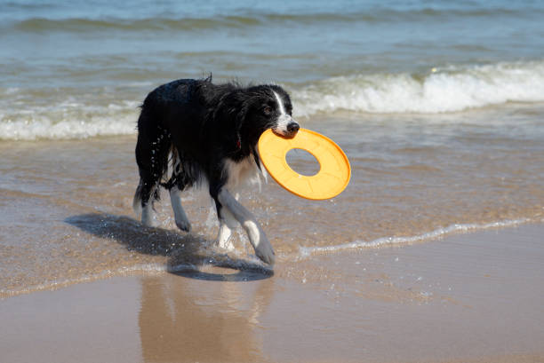 istock dog running retrieving a toy in the sea 1205115309