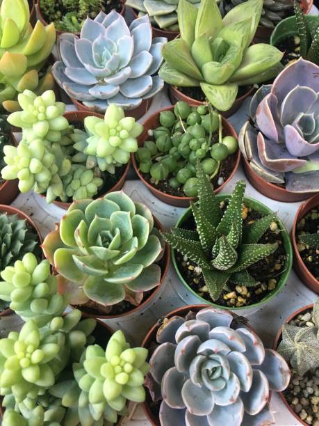 istock Lots of succulent cactus flower close up 1205117344