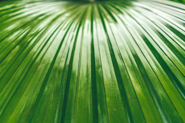 istock exotic tropical plant in Brazil 1205118307