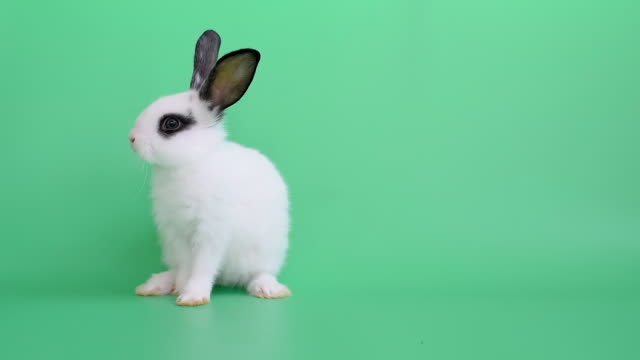 21,230 Rabbit Stock Videos and Royalty-Free Footage - iStock | Pet rabbit,  Rabbit running, Rabbit jump