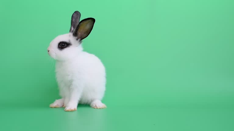 21,230 Rabbit Stock Videos and Royalty-Free Footage - iStock | Pet rabbit, Rabbit running, Rabbit jump 21,230 Rabbit Stock Videos and Royalty-Free Footage - iStock | Pet rabbit, Rabbit running, Rabbit jump