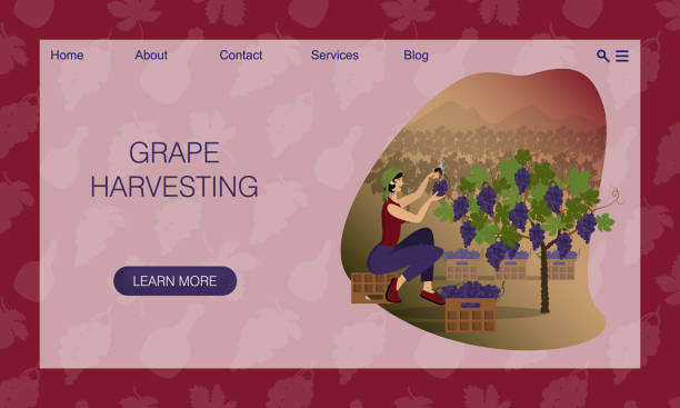 Beautiful young woman in kerchief is harvesting black grape sitting on box against backdrop of vineyards Beautiful young woman in kerchief is harvesting black grape sitting on box against backdrop of vineyards. Wine production. Flat cartoon vector. Concept of website, landing page design template grape pruning stock illustrations