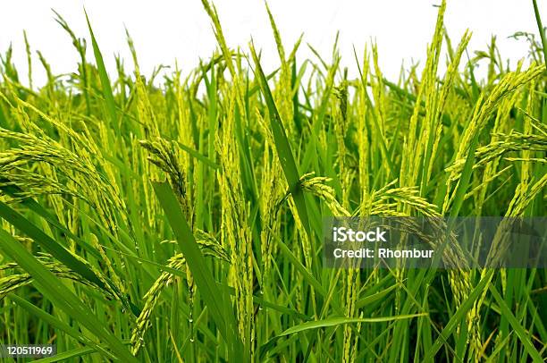 Rice Stockfoto und mehr Bilder von Blatt - Pflanzenbestandteile - Blatt - Pflanzenbestandteile, Farbbild, Fotografie