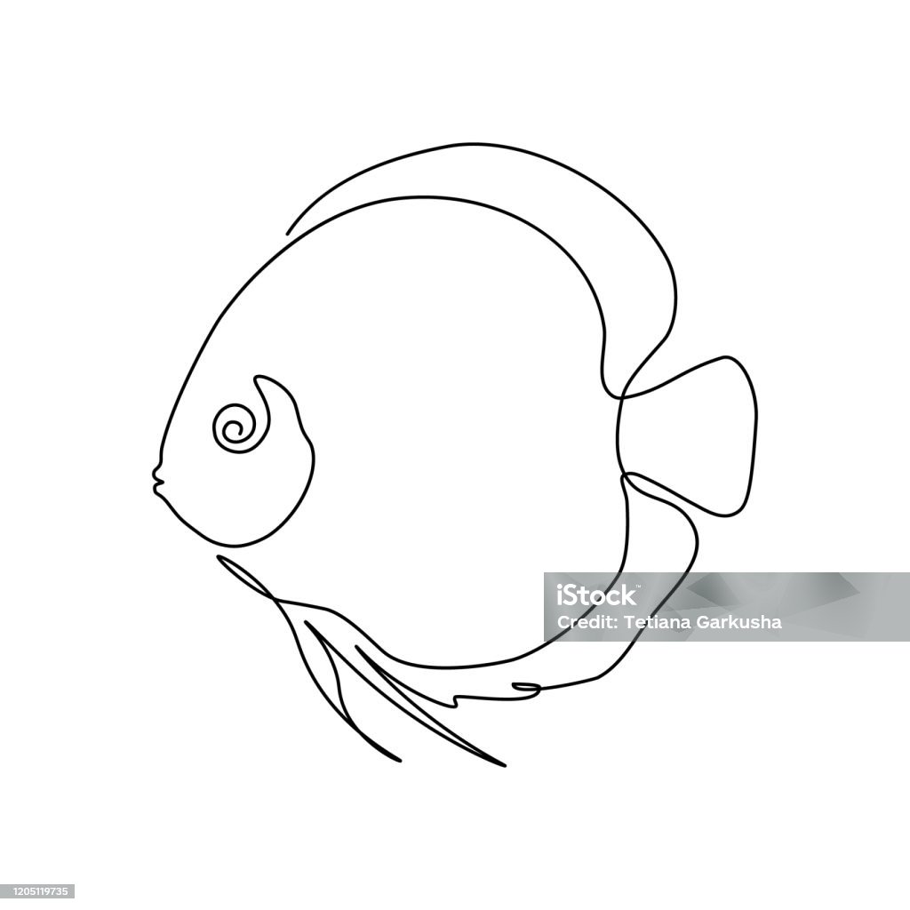 Discus Fish Draw Discus Fish Stock Illustration - Download Image Now - Fish, Single ...