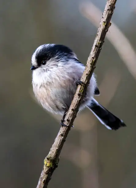 A long-tailed tit bird (aegithalos caudatus) perched on a tree branch in local woodlands