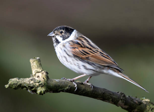 istock A reed bunting male 1205119904