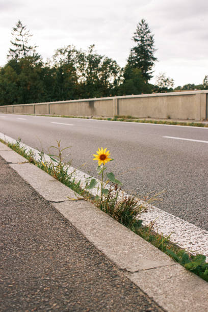 girassol crescendo na ponte rodoviária. processamento de autores, efeito cinematográfico, foco seletivo - sunflower side view yellow flower - fotografias e filmes do acervo