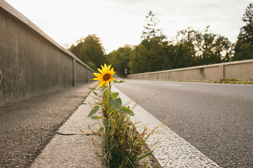 Sunflower growing on road bridge. Author processing, film effect, selective focus.