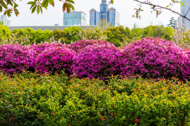 istock Beautiful fluffy bushes of loropetalum 1205121503