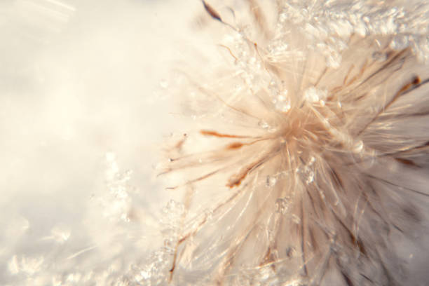 tenerezza invernale. soffice dente di leone ghiacciato e fiocchi di neve. carta romantica invernale - dandelion snow immagine foto e immagini stock