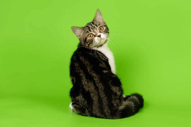 istock scottish straight shorthair cat 1205122411