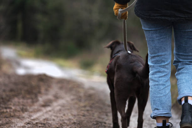 istock go for a walk with the dog in the forest 1205122610