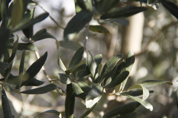 istock Olive branch background stock photo 1205124241