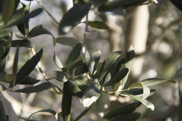 istock Olive branch background stock photo 1205124289