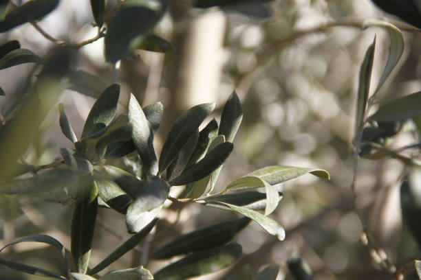 istock Olive branch background stock photo 1205124304