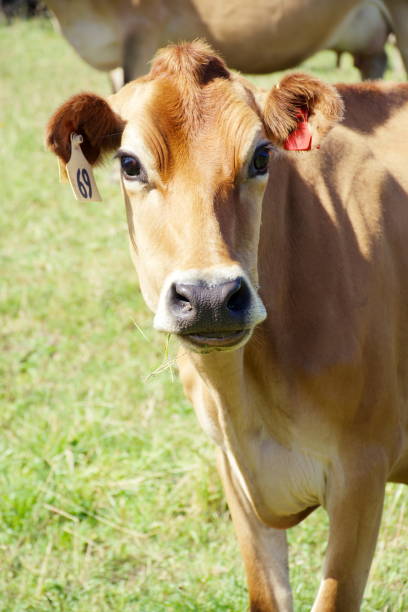 istock Jersey Cow Dairy Cattle in Rural Scene 1205124313