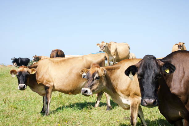 istock Jersey Cow Dairy Cattle in Rural Scene 1205124990