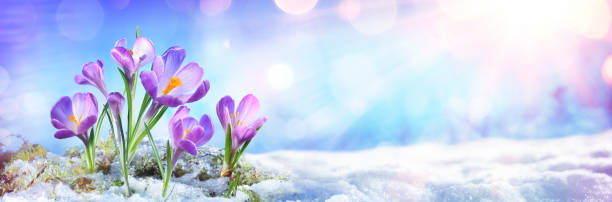 i fiori di croco crescono nella neve sciolta - snow crocus flower spring foto e immagini stock