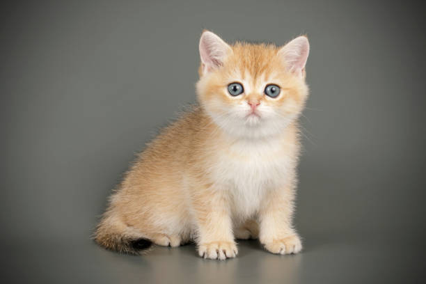 istock scottish straight shorthair cat 1205125063