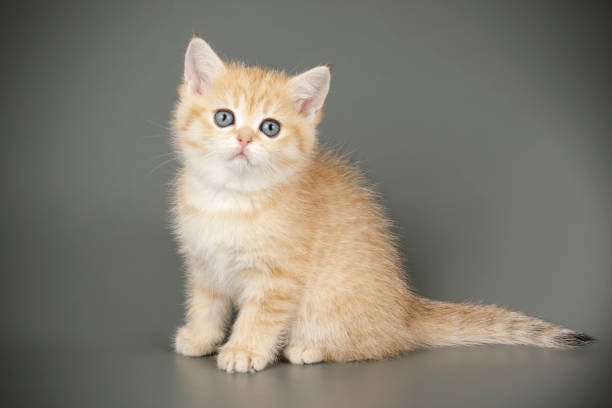 istock scottish straight shorthair cat 1205125068